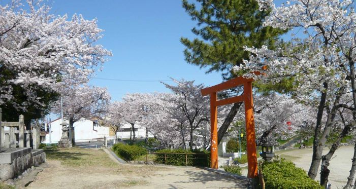  御旅所の桜